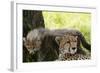 Cheetah and Cub, Masai Mara, Kenya-Sergio Pitamitz-Framed Photographic Print