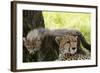 Cheetah and Cub, Masai Mara, Kenya-Sergio Pitamitz-Framed Photographic Print