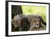 Cheetah and Cub, Masai Mara, Kenya-Sergio Pitamitz-Framed Photographic Print