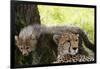 Cheetah and Cub, Masai Mara, Kenya-Sergio Pitamitz-Framed Photographic Print