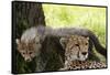 Cheetah and Cub, Masai Mara, Kenya-Sergio Pitamitz-Framed Stretched Canvas