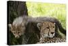 Cheetah and Cub, Masai Mara, Kenya-Sergio Pitamitz-Stretched Canvas