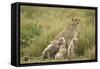 Cheetah and Cubs in the Rain-Paul Souders-Framed Stretched Canvas