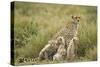 Cheetah and Cubs in the Rain-Paul Souders-Stretched Canvas