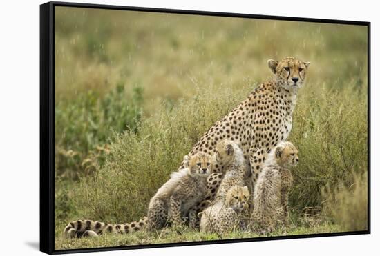 Cheetah and Cubs in the Rain-Paul Souders-Framed Stretched Canvas