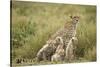 Cheetah and Cubs in the Rain-Paul Souders-Stretched Canvas