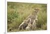 Cheetah and Cubs in the Rain-Paul Souders-Framed Photographic Print