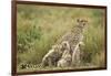 Cheetah and Cubs in the Rain-Paul Souders-Framed Photographic Print