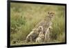 Cheetah and Cubs in the Rain-Paul Souders-Framed Photographic Print