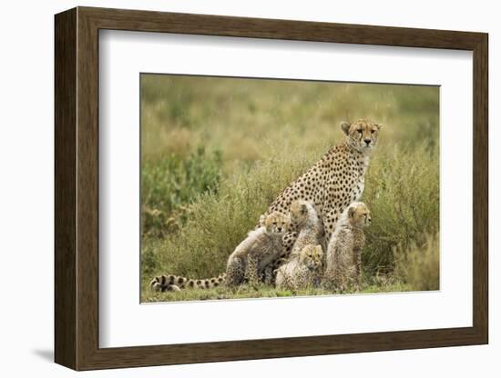 Cheetah and Cubs in the Rain-Paul Souders-Framed Photographic Print