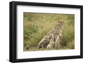 Cheetah and Cubs in the Rain-Paul Souders-Framed Photographic Print