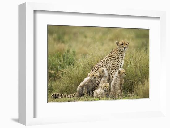 Cheetah and Cubs in the Rain-Paul Souders-Framed Photographic Print