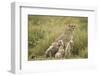 Cheetah and Cubs in the Rain-Paul Souders-Framed Photographic Print