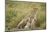 Cheetah and Cubs in the Rain-Paul Souders-Mounted Photographic Print