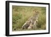 Cheetah and Cubs in the Rain-Paul Souders-Framed Photographic Print