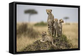 Cheetah and Cubs, Masai Mara Game Reserve, Kenya-null-Framed Stretched Canvas