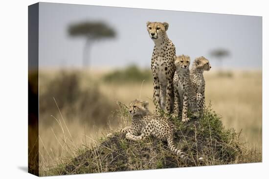 Cheetah and Cubs, Masai Mara Game Reserve, Kenya-null-Stretched Canvas