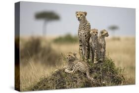 Cheetah and Cubs, Masai Mara Game Reserve, Kenya-null-Stretched Canvas