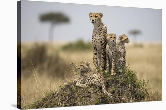 Cheetah and Cubs, Masai Mara Game Reserve, Kenya-null-Stretched Canvas