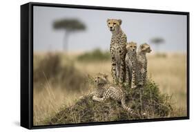 Cheetah and Cubs, Masai Mara Game Reserve, Kenya-null-Framed Stretched Canvas