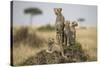 Cheetah and Cubs, Masai Mara Game Reserve, Kenya-null-Stretched Canvas