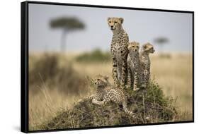 Cheetah and Cubs, Masai Mara Game Reserve, Kenya-null-Framed Stretched Canvas