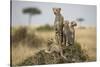 Cheetah and Cubs, Masai Mara Game Reserve, Kenya-null-Stretched Canvas