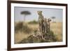 Cheetah and Cubs, Masai Mara Game Reserve, Kenya-null-Framed Photographic Print