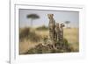 Cheetah and Cubs, Masai Mara Game Reserve, Kenya-null-Framed Photographic Print