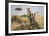 Cheetah and Cubs, Masai Mara Game Reserve, Kenya-null-Framed Photographic Print