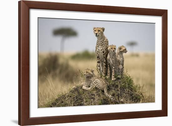 Cheetah and Cubs, Masai Mara Game Reserve, Kenya-null-Framed Photographic Print