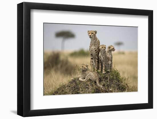 Cheetah and Cubs, Masai Mara Game Reserve, Kenya-null-Framed Photographic Print