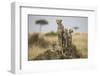 Cheetah and Cubs, Masai Mara Game Reserve, Kenya-null-Framed Photographic Print