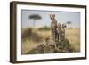 Cheetah and Cubs, Masai Mara Game Reserve, Kenya-null-Framed Photographic Print