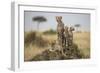 Cheetah and Cubs, Masai Mara Game Reserve, Kenya-null-Framed Photographic Print