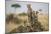Cheetah and Cubs, Masai Mara Game Reserve, Kenya-null-Mounted Photographic Print