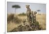 Cheetah and Cubs, Masai Mara Game Reserve, Kenya-null-Framed Photographic Print