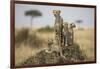 Cheetah and Cubs, Masai Mara Game Reserve, Kenya-null-Framed Photographic Print