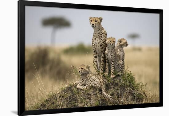 Cheetah and Cubs, Masai Mara Game Reserve, Kenya-null-Framed Photographic Print