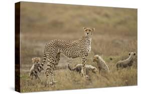 Cheetah and Cubs, Ngorongoro Conservation Area, Tanzania-Paul Souders-Stretched Canvas