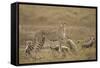 Cheetah and Cubs, Ngorongoro Conservation Area, Tanzania-Paul Souders-Framed Stretched Canvas