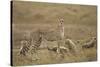 Cheetah and Cubs, Ngorongoro Conservation Area, Tanzania-Paul Souders-Stretched Canvas