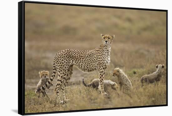 Cheetah and Cubs, Ngorongoro Conservation Area, Tanzania-Paul Souders-Framed Stretched Canvas