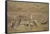 Cheetah and Cubs, Ngorongoro Conservation Area, Tanzania-Paul Souders-Framed Stretched Canvas