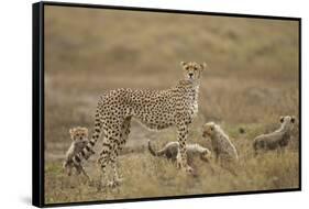 Cheetah and Cubs, Ngorongoro Conservation Area, Tanzania-Paul Souders-Framed Stretched Canvas