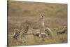 Cheetah and Cubs, Ngorongoro Conservation Area, Tanzania-Paul Souders-Stretched Canvas