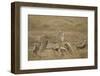 Cheetah and Cubs, Ngorongoro Conservation Area, Tanzania-Paul Souders-Framed Photographic Print