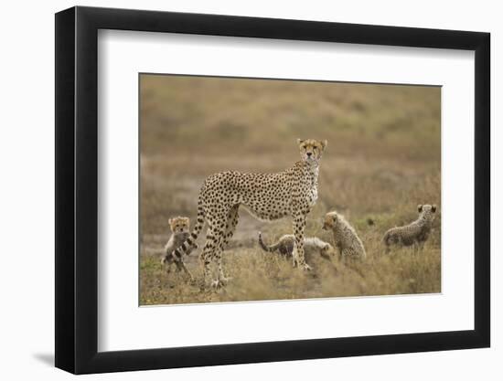 Cheetah and Cubs, Ngorongoro Conservation Area, Tanzania-Paul Souders-Framed Photographic Print