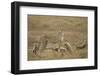 Cheetah and Cubs, Ngorongoro Conservation Area, Tanzania-Paul Souders-Framed Photographic Print