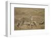 Cheetah and Cubs, Ngorongoro Conservation Area, Tanzania-Paul Souders-Framed Photographic Print